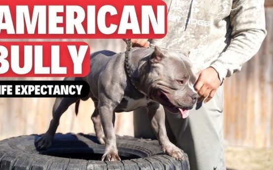 American Bully lifespan